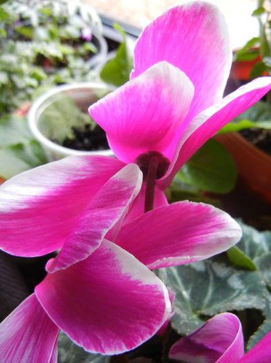 Cyclamen (2013, March 10)