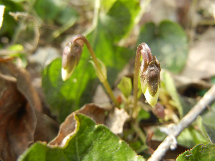 Sweet White Violet (2013, March 16)