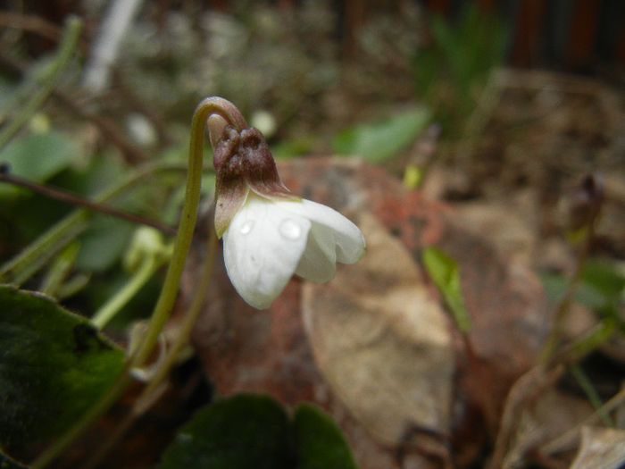 Viola blanda (2013, March 19) - SWEET VIOLET White