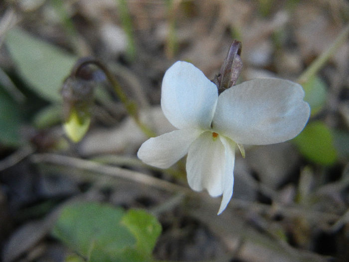 Viola blanda (2013, March 20) - SWEET VIOLET White