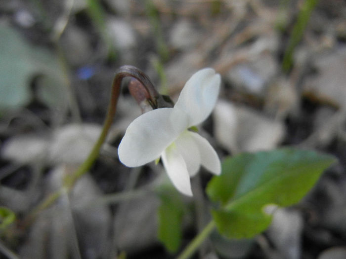 Viola blanda (2013, March 20) - SWEET VIOLET White