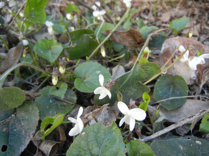 Viola blanda (2013, March 20) - SWEET VIOLET White