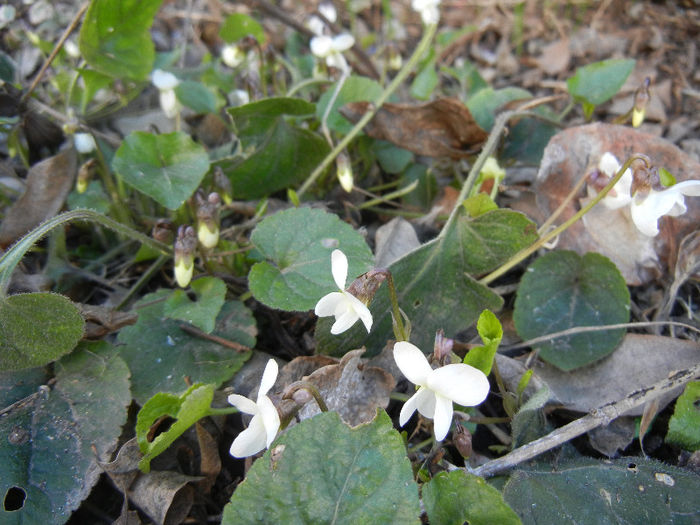 Viola blanda (2013, March 20)