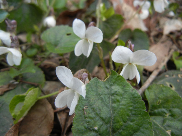Sweet White Violet (2013, March 23)