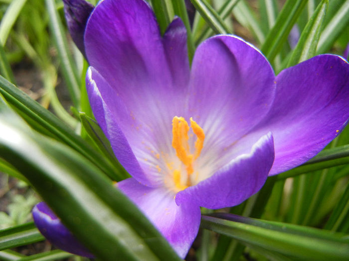 Crocus Negro Boy (2013, March 31)