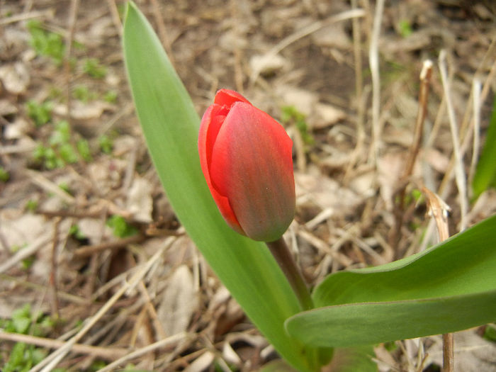 Tulipa Showwinner (2013, March 31)