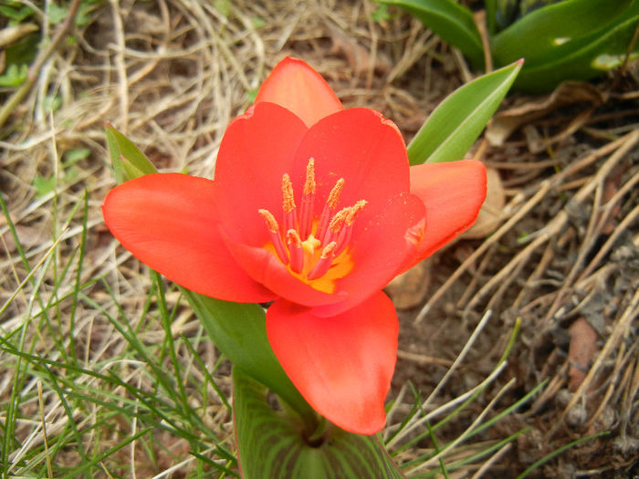 Tulipa Showwinner (2013, March 31)