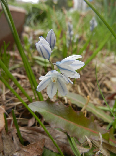 Puschkinia scilloides (2013, March 31)