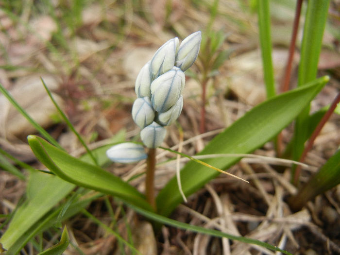 Puschkinia scilloides (2013, March 31)