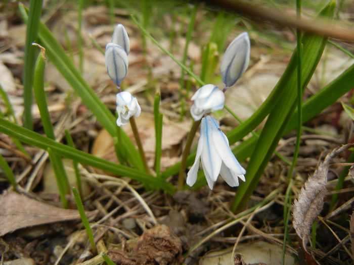 Puschkinia scilloides (2013, March 31)