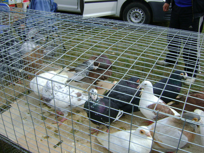 DSC08168 - Expo targ Shumen Bulgaria30martie2013