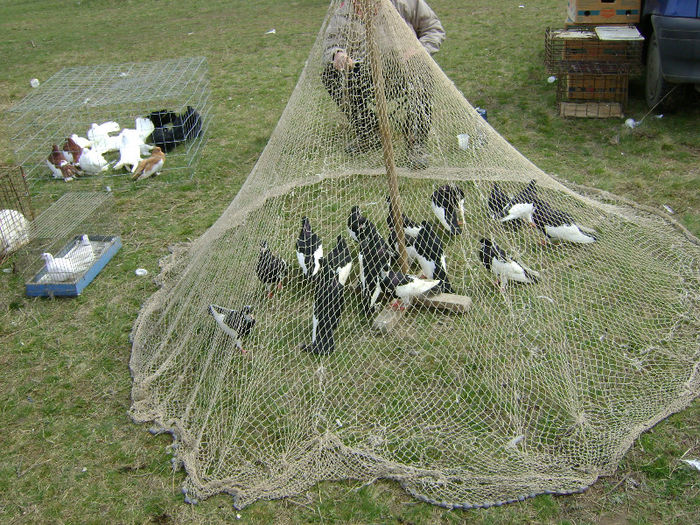 DSC08232 - Expo targ Shumen Bulgaria30martie2013