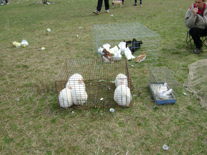 DSC08233 - Expo targ Shumen Bulgaria30martie2013