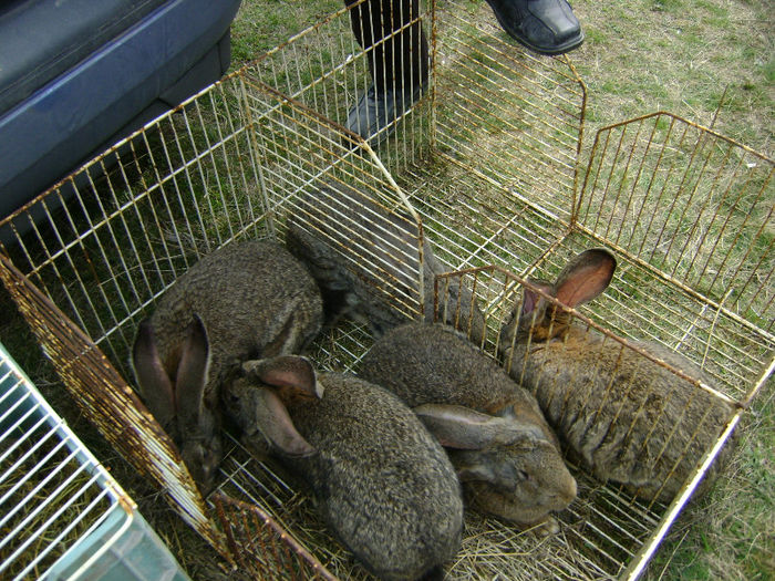 DSC08234 - Expo targ Shumen Bulgaria30martie2013