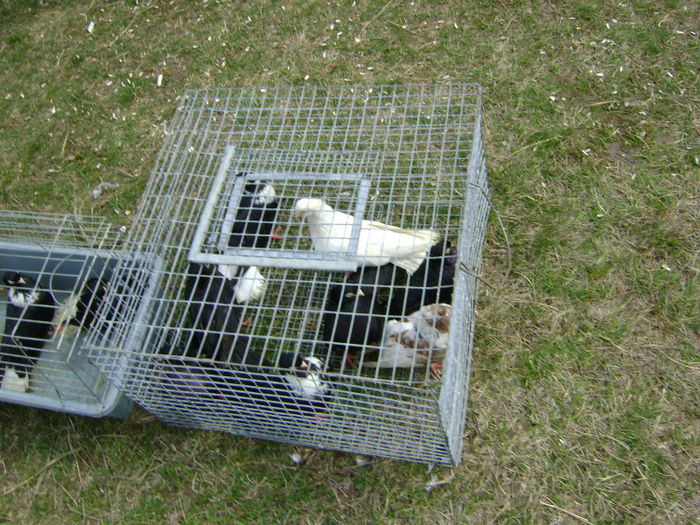 DSC08237 - Expo targ Shumen Bulgaria30martie2013