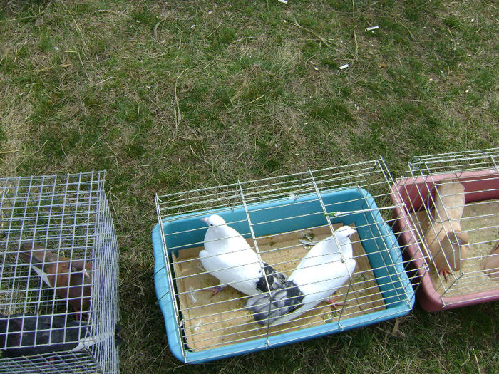 DSC08238 - Expo targ Shumen Bulgaria30martie2013