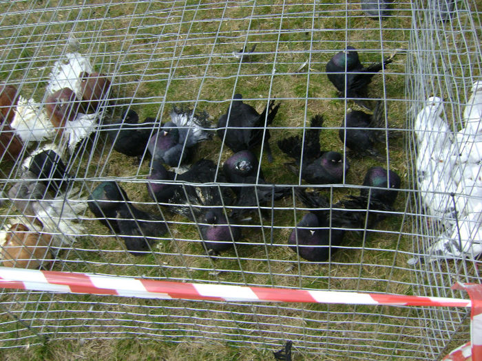 DSC08297 - Expo targ Shumen Bulgaria30martie2013