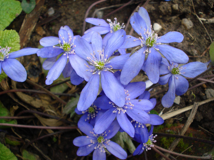 Hepatica Transsilvanica - Gradinuta in 2013