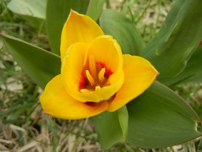 Tulipa Stresa (2013, March 31)