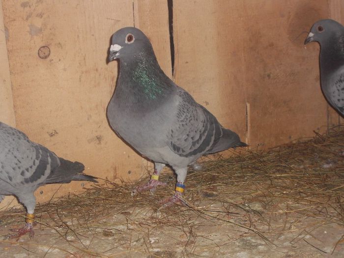 stranepot big thunder; semifrate cu 039998-08 loc noua general tineret in 09
