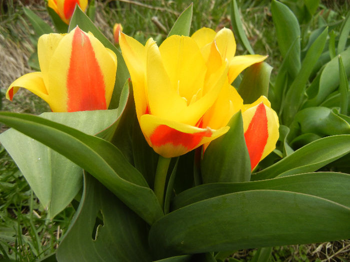 Tulipa Stresa (2013, March 31) - Tulipa Stresa