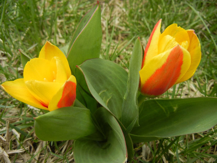 Tulipa Stresa (2013, March 31)