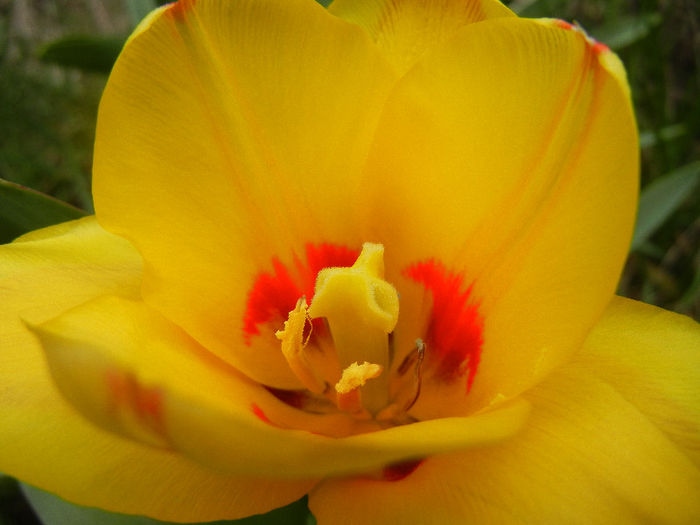 Tulipa Stresa (2013, March 31)