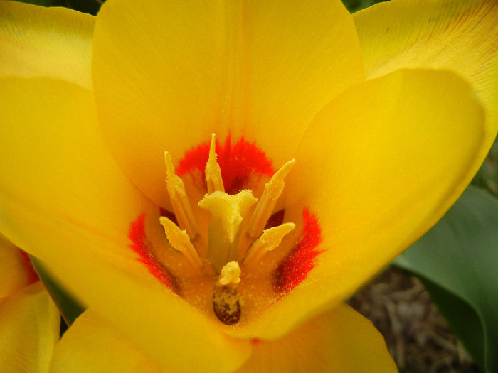 Tulipa Stresa (2013, March 31)