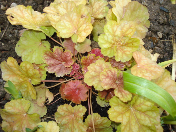 H. "Tiramisu Fall", 31.03.2013 - Heuchera Heucherella si Hosta