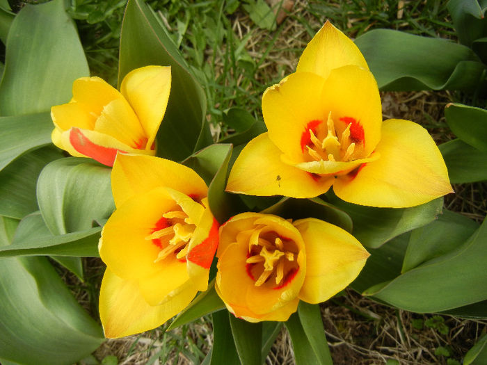 Tulipa Stresa (2013, March 31) - Tulipa Stresa