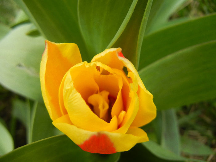 Tulipa Stresa (2013, March 31)