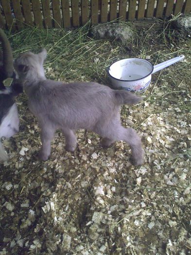 Ieduta; Nascuta pe data de 3:3:2013
