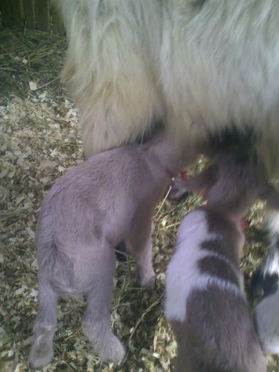 Cum Sunt  Hranite Iedutele