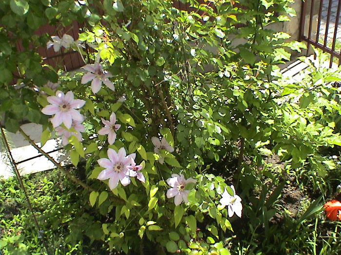 DSC00079 (2)
