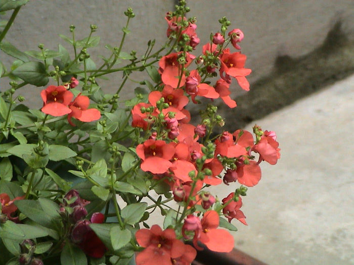 DSC00094