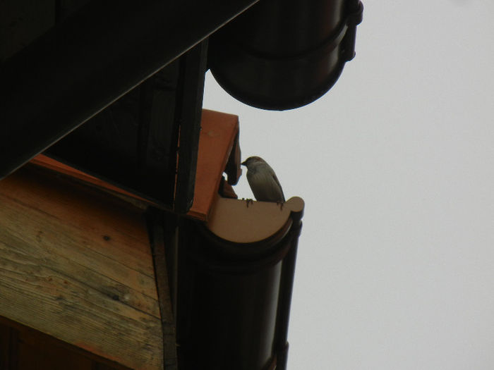 House Sparrow_Vrabiuta (2013, Mar.31)