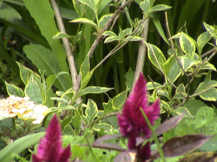 DSC00115