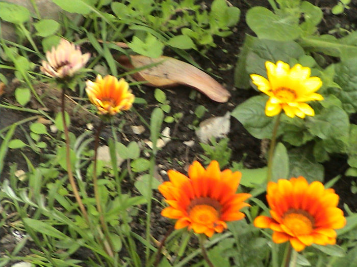 DSC00131