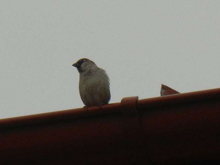 House Sparrow_Vrabiuta (2013, Mar.31)