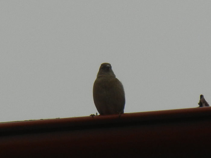 House Sparrow_Vrabiuta (2013, Mar.31) - House Sparrow_Vrabiuta