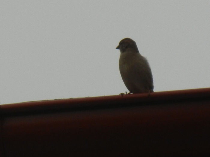 House Sparrow_Vrabiuta (2013, Mar.31) - House Sparrow_Vrabiuta