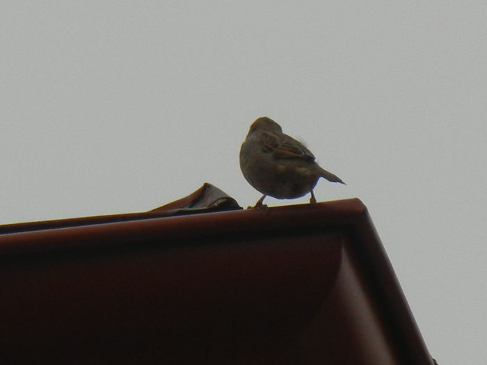 House Sparrow_Vrabiuta (2013, Mar.31) - House Sparrow_Vrabiuta