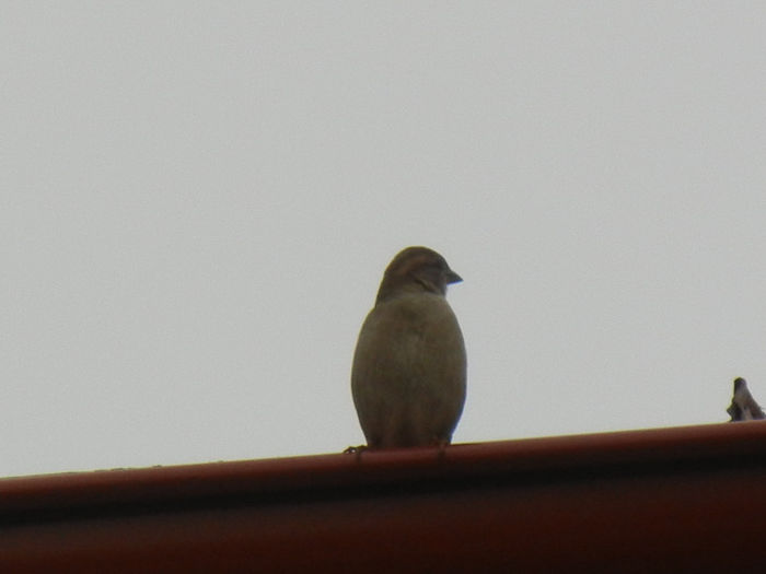 House Sparrow_Vrabiuta (2013, Mar.31)