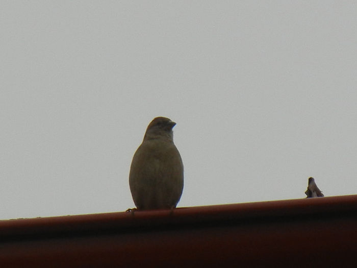 House Sparrow_Vrabiuta (2013, Mar.31) - House Sparrow_Vrabiuta