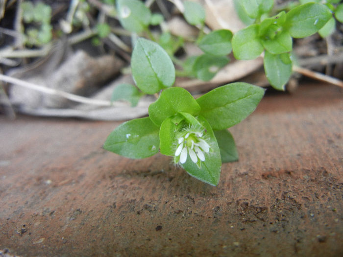 Stellaria media (2013, March 21) - Stellaria media_Chickweed