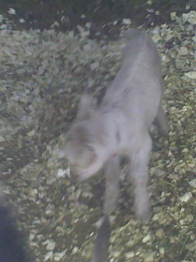Copy (2) of Imag9109 - C-Capra