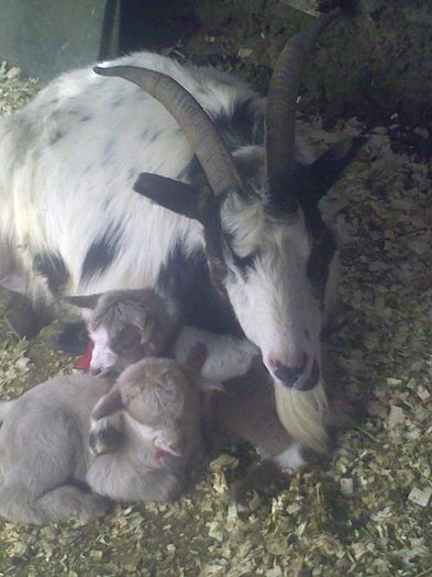 Copy (3) of Imag9100