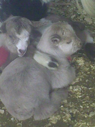 Copy (4) of Imag9103