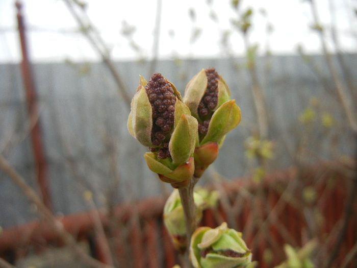 Syringa vulgaris_Lilac (2013, March 31)
