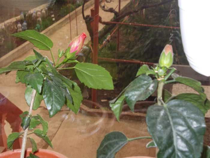 DSCN7610_3081 - Florile mele